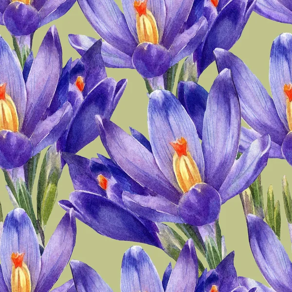 Crocus Çiçeklerinin Suluboya Desenleri — Stok fotoğraf