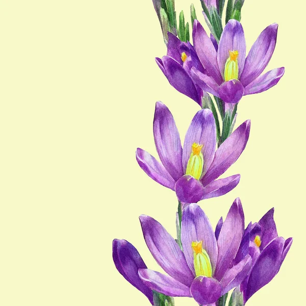 Crocus Çiçeklerinin Suluboya Desenleri — Stok fotoğraf