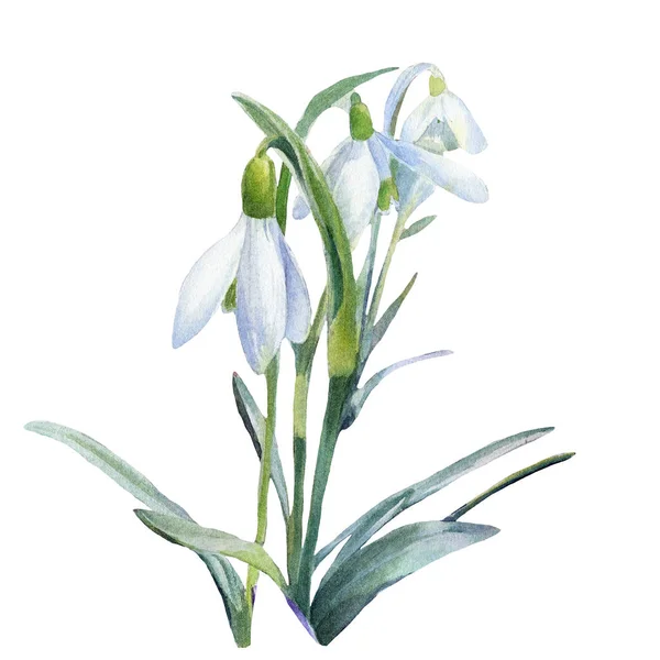 Snödroppar Vårblommor Målade Akvarell Botanisk Illustration Isolerad Vit Bakgrund — Stockfoto