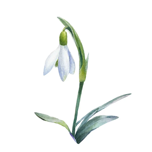 Snödroppar Vårblommor Målade Akvarell Botanisk Illustration Isolerad Vit Bakgrund — Stockfoto