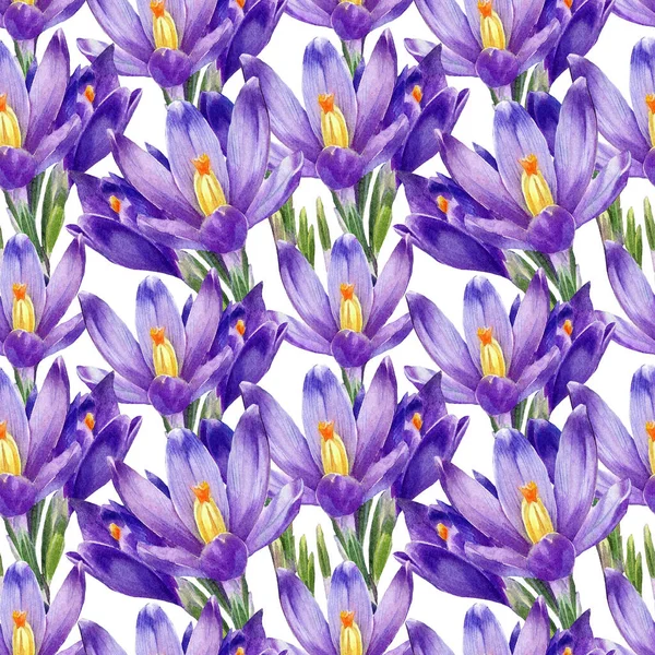 Watercolor Seamless Pattern Crocus Flowers — Stock Photo, Image