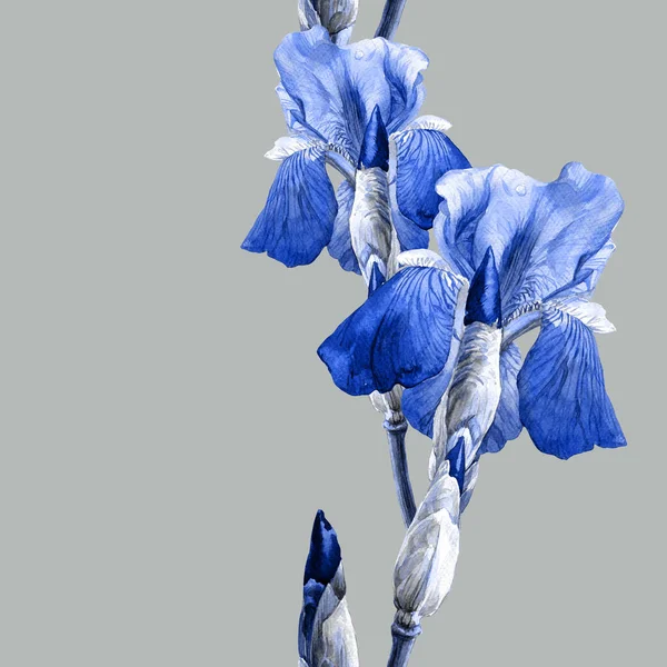 Patrón Sin Costura Acuarela Flores Iris Ilustración Botánica Primavera Pascua —  Fotos de Stock