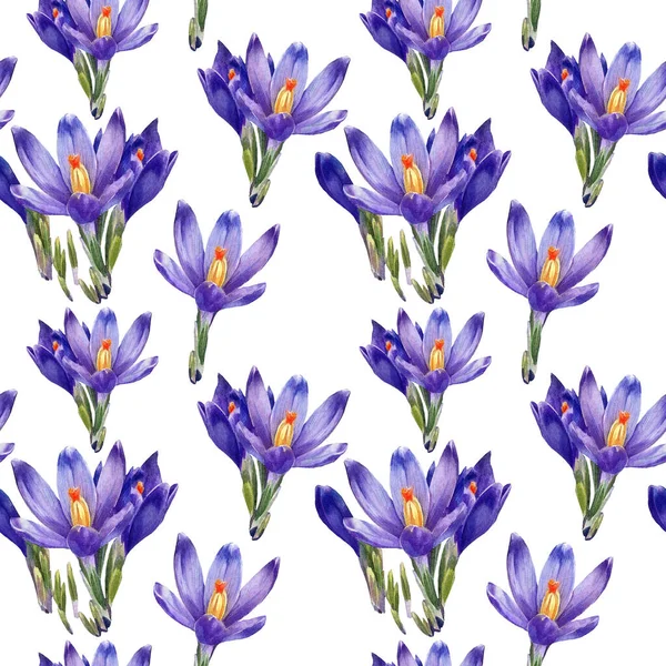 Akvarel Bezešvný Vzor Květin Crocus — Stock fotografie