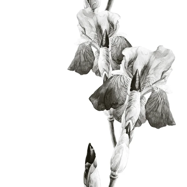 Akvarell Zökkenőmentes Minta Írisz Virágok Tavaszi Botanikai Illusztráció Húsvét Esküvői — Stock Fotó