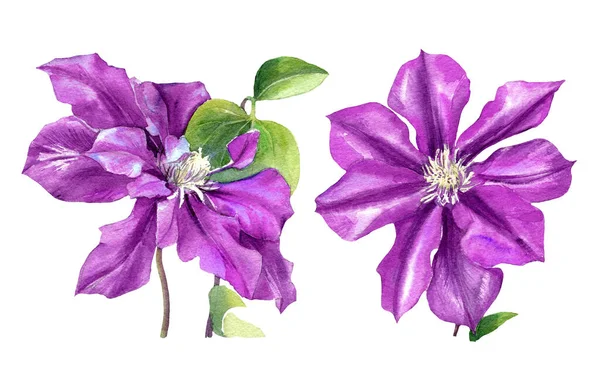 Clematis Tecknad Akvarell Clematis Blommor Isolerad Vit Bakgrund — Stockfoto