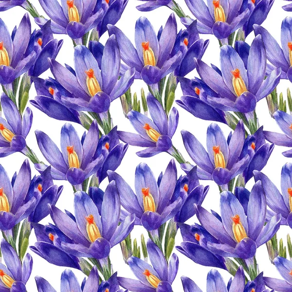 Aquarelle Motif Sans Couture Fleurs Crocus — Photo