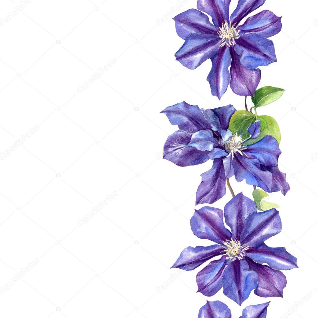 Watercolor seamless pattern of clematis flowers. Original Botanical background.
