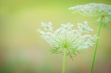 arka plan: arka plan bulanık yaz çiçek