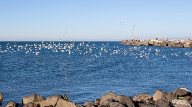 uçan martılar, Poti, Gürcistan