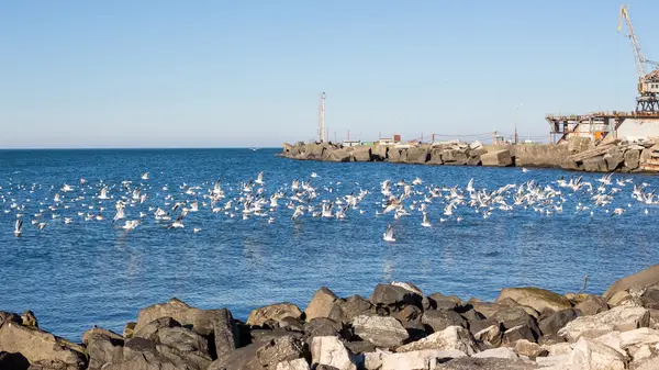 Gaviotas voladoras, Poti, Georgia — Foto de Stock