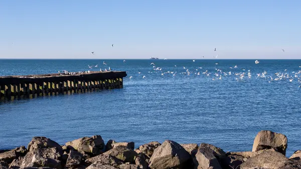 Gaviotas voladoras, Poti, Georgia — Foto de Stock