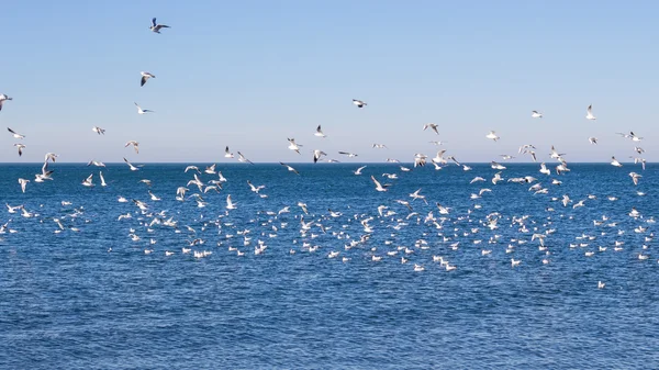 Flying seagulls, Poti, Georgia — Stock Photo, Image