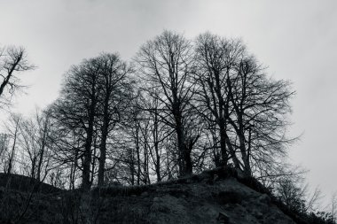 Siyah ve Beyaz Orman