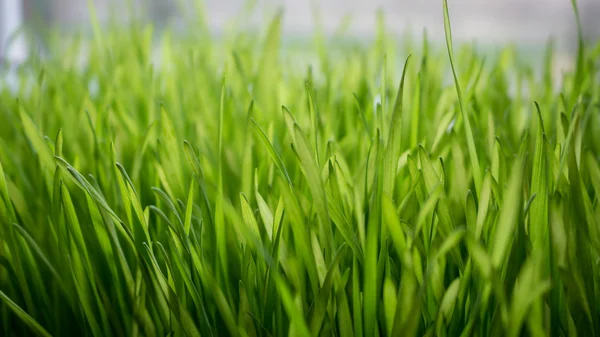 신선한 녹색 밀 모 종 — 스톡 사진