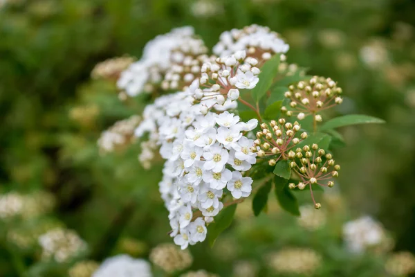 Bridal krans buske blommor — Stockfoto