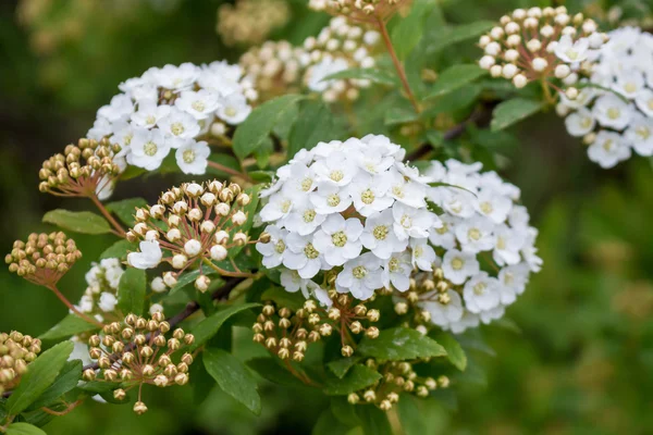 Bridal krans buske blommor — Stockfoto