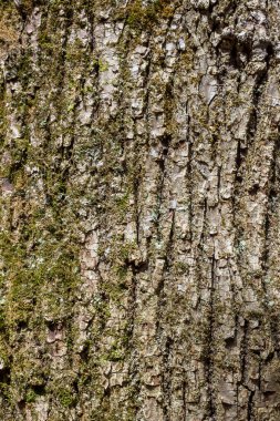 ağaç kabuğu dokusu arkaplanı