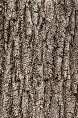 ağaç kabuğu dokusu arkaplanı