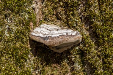 eski ağaç mantarı 