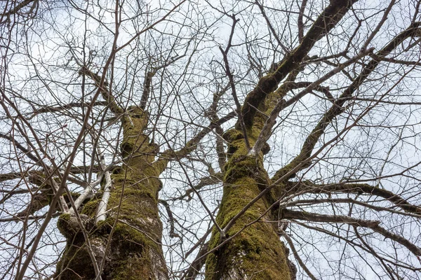 Eski ağaç dalları