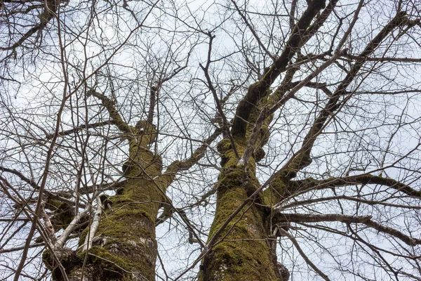 Oude boomtakken — Stockfoto