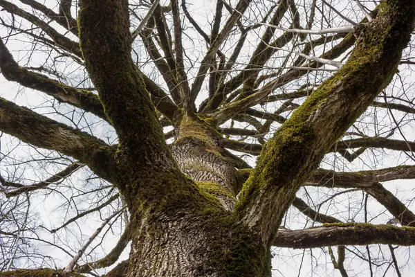 Stare gałęzie drzew — Zdjęcie stockowe