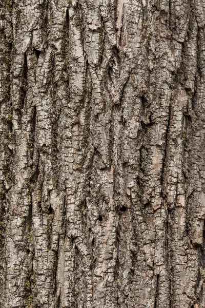 ağaç kabuğu dokusu arkaplanı