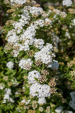 Dügün Sepeti çalı çiçek