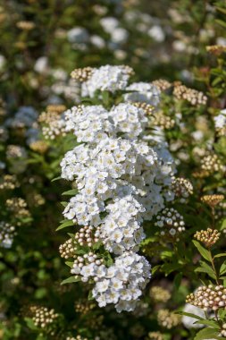 Dügün Sepeti çalı çiçek