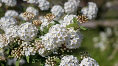 Dügün Sepeti çalı çiçek