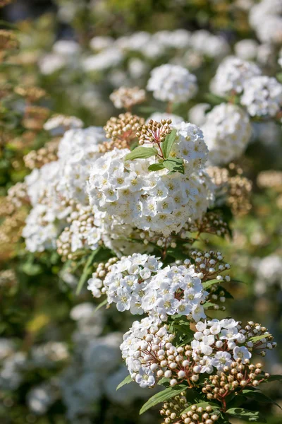 Brautkranz Strauchblumen — Stockfoto