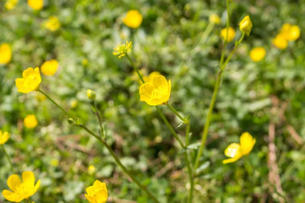 Yellow Buttercup flowers — Stock Photo, Image