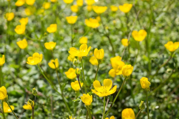 Żółte kwiaty jaskier — Zdjęcie stockowe