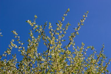 Kızamık ağaç floweres