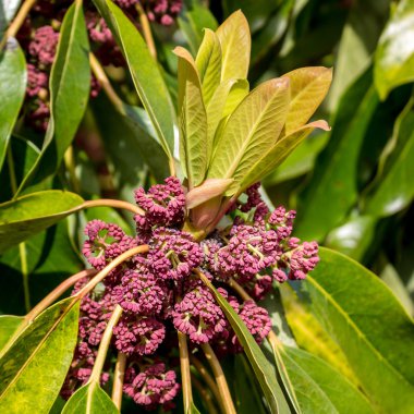 Çilek ağaçta büyüyen