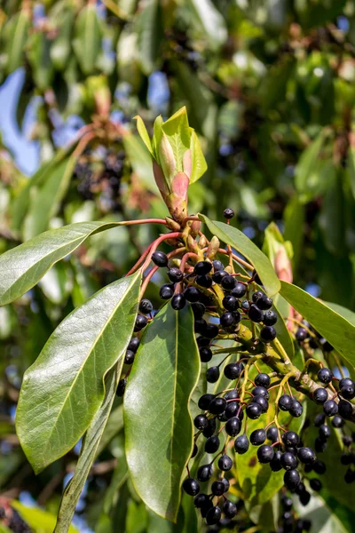 Bogyós gyümölcsök egy fán nő — Stock Fotó