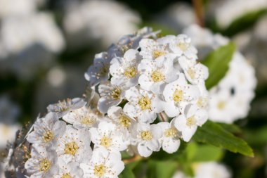 nemli çiçekli çalı dügün erkeçsakalı