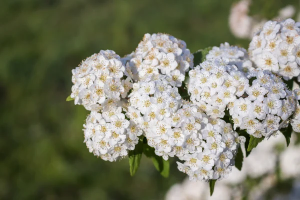 Guirnalda nupcial de arbusto floreciente rocío spirea —  Fotos de Stock