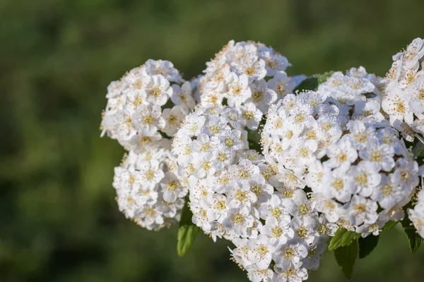 Daggiga blommande buske bridal krans spirea — Stockfoto