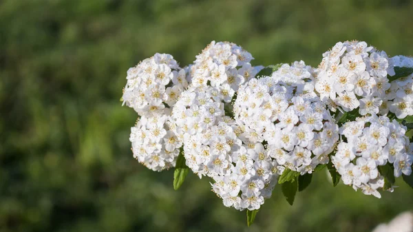 Orosený kvetoucí keř svatební věnec tavolník — Stock fotografie