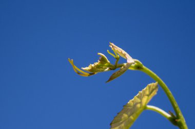 Vitis Vinifera filizleri, üzüm bağları