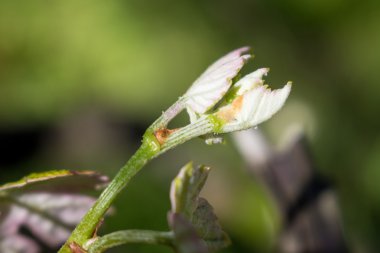 Vitis Vinifera filizleri, üzüm bağları