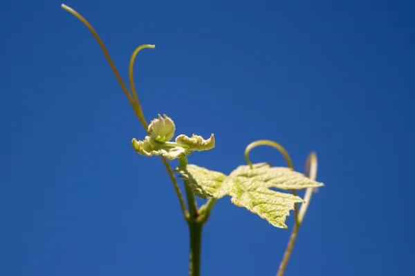 Sprout of Vitis vinifera, grape vine — Stock Photo, Image