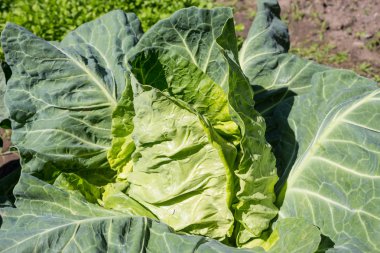 çiftlik taze yeşil lahana