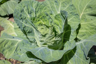 çiftlik taze yeşil lahana