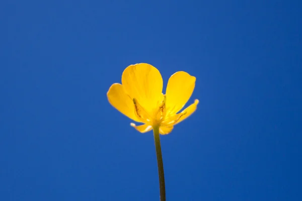 Blommande blomma på våren, smörblomma — Stockfoto