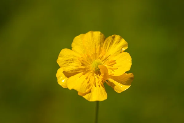 Blooming flower in spring, buttercup — Stock Photo, Image