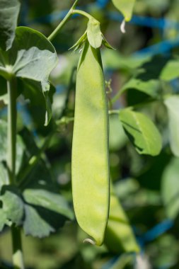 Genç yeşil bezelye tesisi