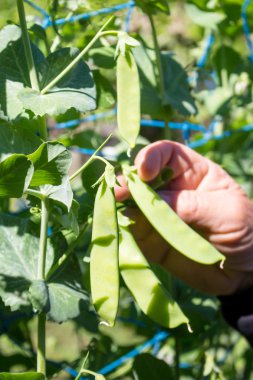 Genç yeşil bezelye tesisi