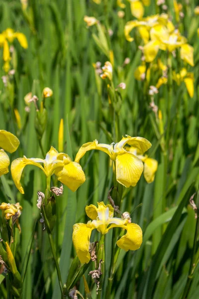 Iris amarillo en la naturaleza, flor del pantano . —  Fotos de Stock